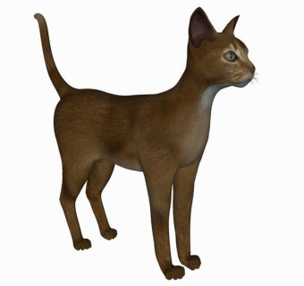 精品动物模型-猫 (7)